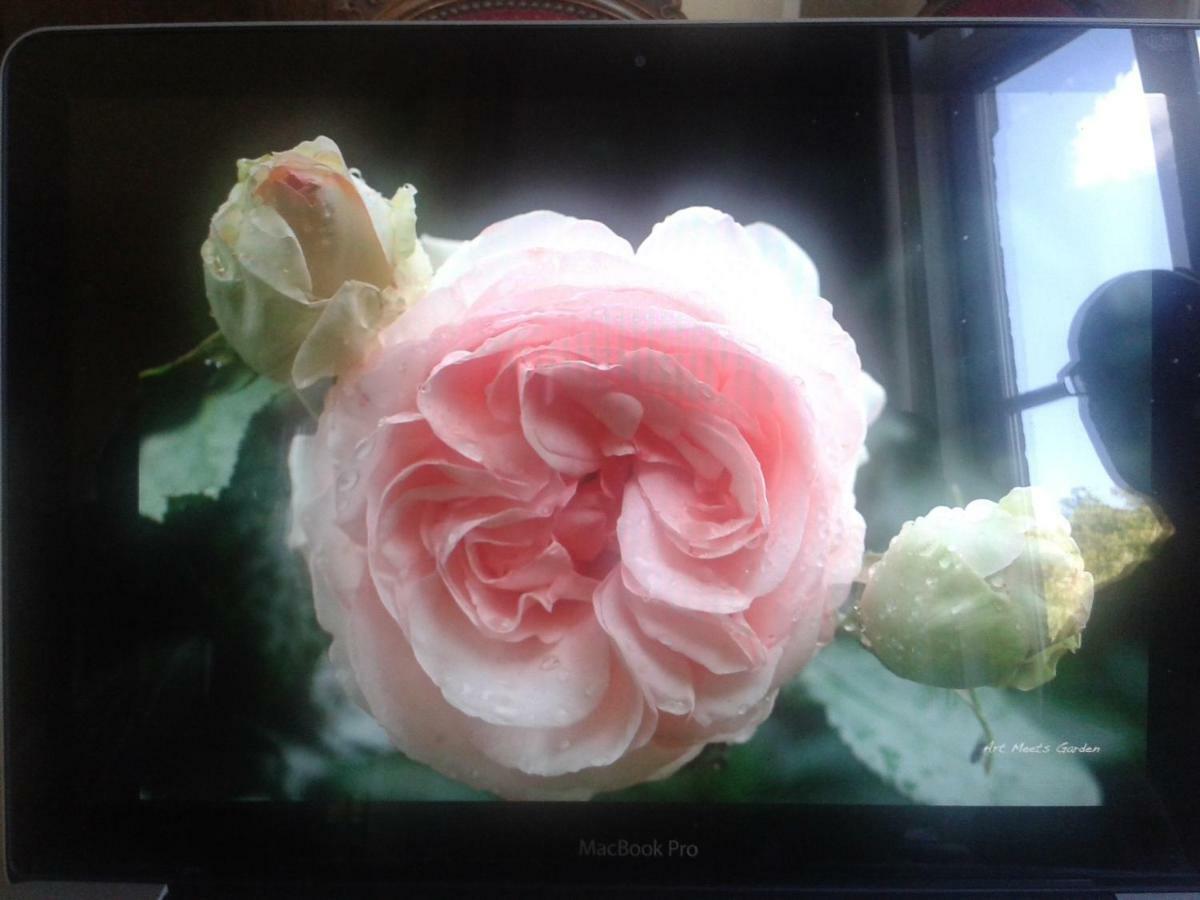 La Villa Des Roses デュルビュイ エクステリア 写真